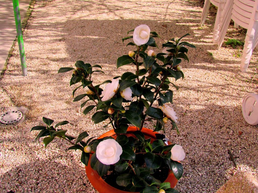 Villa Maria Bed & Breakfast, Corridonia, Marche Eksteriør billede