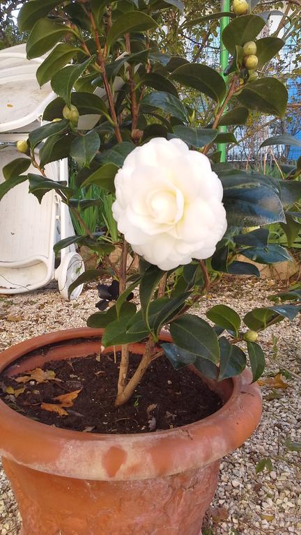 Villa Maria Bed & Breakfast, Corridonia, Marche Eksteriør billede